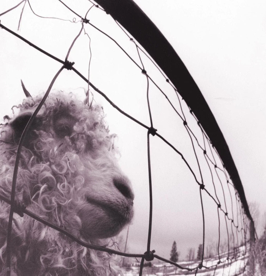 Vs. Edition | Pearl Jam